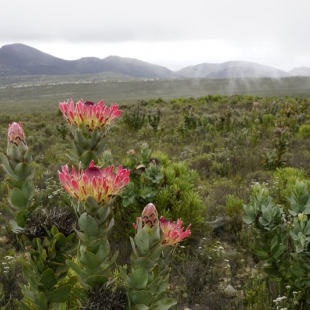 Protea eximia